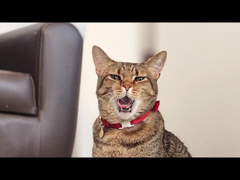 【生配信】猫が鳴いたら即配信終了【If the cat meows, the broadcast ends immediately.】