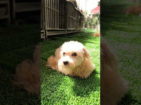 嬌小玲瓏，可愛又愛撒嬌的糖糖老奶奶 在庭園曬太陽做日光浴的可愛模樣