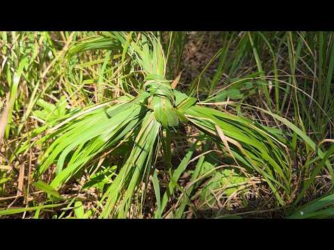 몸에 좋아요~혈행개선, 뇌세포손상 억제, <strong>신경통</strong>, 피부병, 눈이 밝아진다