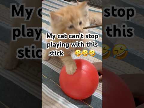 “Cute Cat Vs Stick 🐱🤣 | Viral Cat Shorts”#viral #trending #shorts #viralvideo #trendingshorts #cat