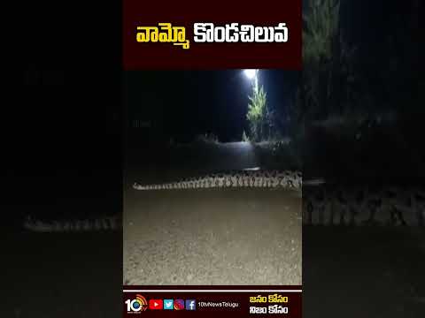 Giant python sighted in Konaseema, shocking visuals Giant python sighted in Konaseema, shocking visuals