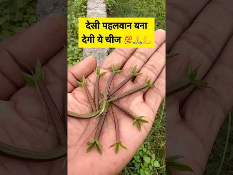 Kamjori #plant #botanylovers #facts #plantscience