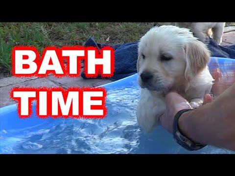 Labrador / Golden retriever puppy first bath