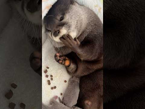 Otter Unable To Get Up After Giving Birth, Eating While Lying Down #shorts