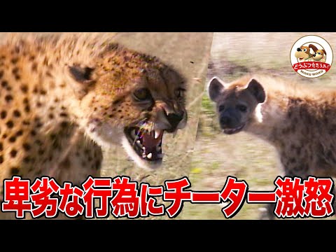 【見事な狩り】チーターがガゼルを瞬殺！親子で食事の最中にライオンが急接近～横取り御免のサバンナで頂点に立つのは？（羽仁進のマザーアフリカ）【どうぶつ奇想天外／WAKUWAKU】