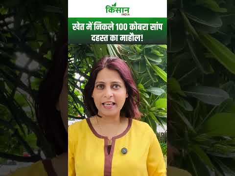 खेत से निकले एक साथ 100 कोबरा सांप, जानिए क्या है कारण!।  Mandsaur Snake। #shortvideo