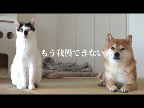 犬の動画サムネイル - 柴犬に猫語で大好きを伝えたい！柴犬と猫の愛の攻防がこちら。
