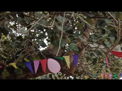 बाबा ब्रह्मदेव बड़ी पूजा 🙏🙏🙏🙏🙏