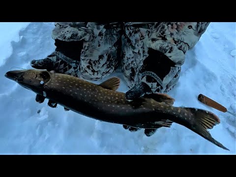 В избу на Урагане при  - 37  Морозная рыбалка на таёжном озера #3  Золотая щука Царского озера