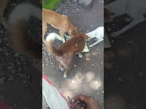 bezubaan ki jaan  😢😔 #dog #jaan #petshub #dogshorts #shorts #ytshorts