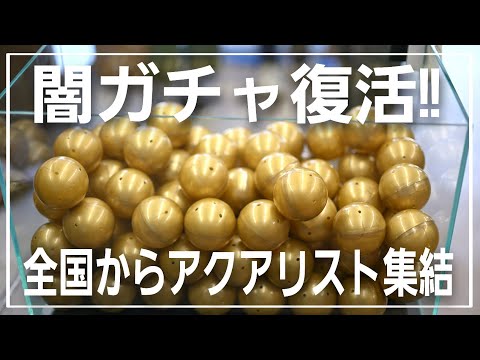 闇ガチャ復活!!　アクアリストの祭りが凄すぎた‼　AQUA Revelation J.B. アクアリウム　aquarium 　熱帯魚　水草