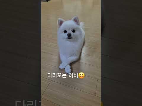#shorts #다리꼬지마#포메라니안 #puppy #추천