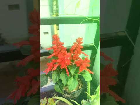 #happysunday #goodmorning #love #lovesong #naturelovers