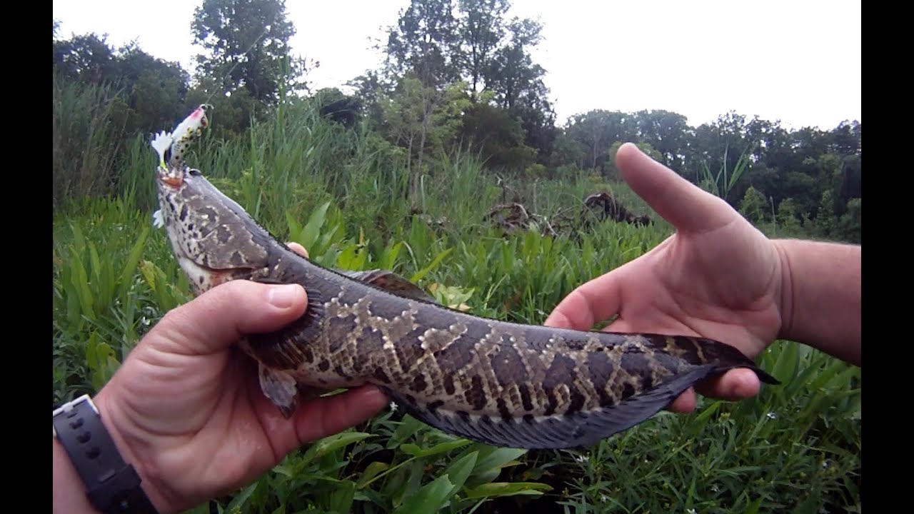 Potomac SNAKEHEAD HUNT - YouTube