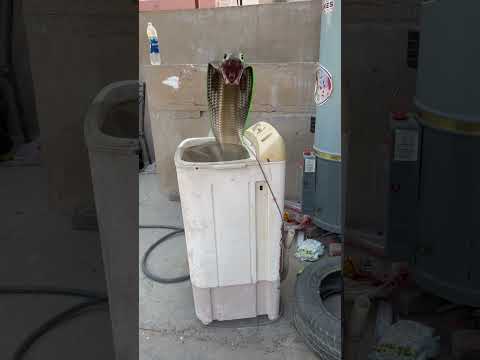 Mein tota mein tota 😅❤️ #shorts