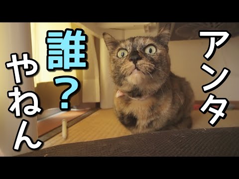 家に業者さんが来たら人見知りの猫がこうなった