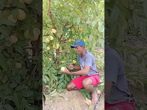 how to forming #farm #pepperspray #farming #forageharvest #fruitcultivation #mango