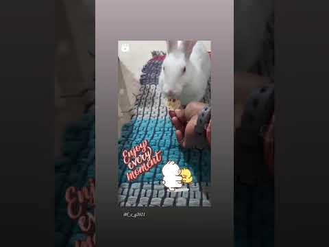 #bunny #bunnylife #love #cutevideo #happy #rabbit #khargosh
