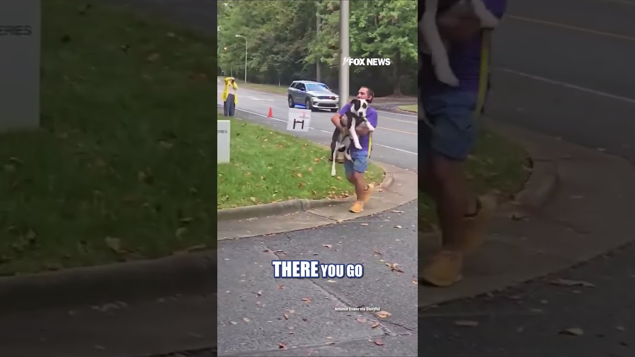 Rescue dog carried across finish line after refusing to complete 5k #shorts