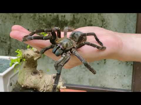 I love that my TARANTULA SPIDER trust me enough to not to hurt me