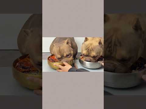 #恶霸犬 #萌宠出道计划 #干饭狗的日常 今天没偏心吧😂