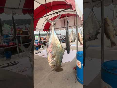 บรรยากาศงาน สีชังฟิชชิ่งเกมส์2025 #fishing #competition #Event #fish #เกาะสีชัง