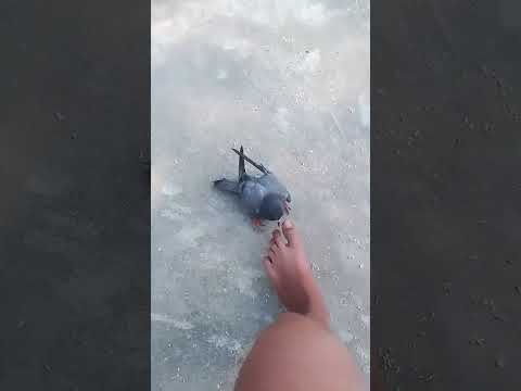 #pigeon #kabootar #kabutar #answer #pigeon lover #love #whatsapp #cap cut 🦅🦅🕊️🕊️🤯‼️‼️‼️ #youtube