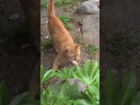 身体能力が高い野良猫のすごい木登り #cat  #猫  #ねこ  #animal #cute #猫のいる暮らし #野良猫 #shorts