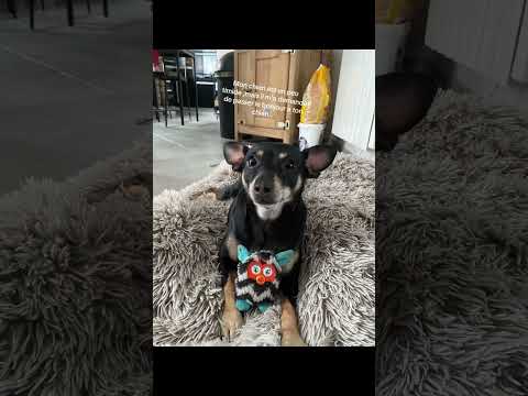 Je veux voir tous les chiens en commentaire #viralvideo #pourtoi #pinsher
