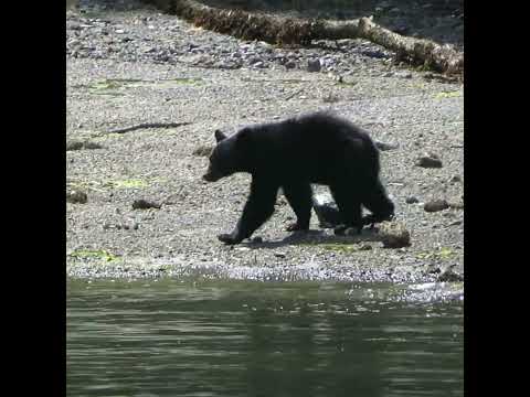 Wildlife: Black Bear on the beach! #bear #bears #wildlife #shorts
