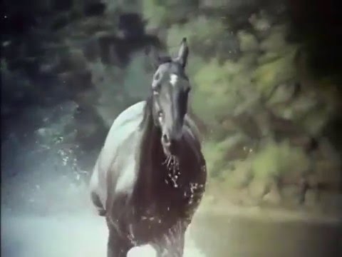 The Adventures of Black Beauty'