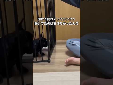 子犬のかわいい鳴き声と甘えたい気持ちを紹介 | フレンチブルドッグ短動画 サムネイル