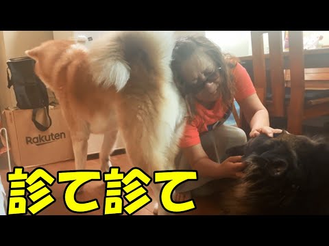 診て診て・秋田犬そら・シェパード犬マック・
