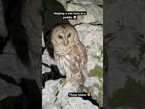 Owl def did not need my help hunting #florida #everglades #fishing #owl #wildlife #water