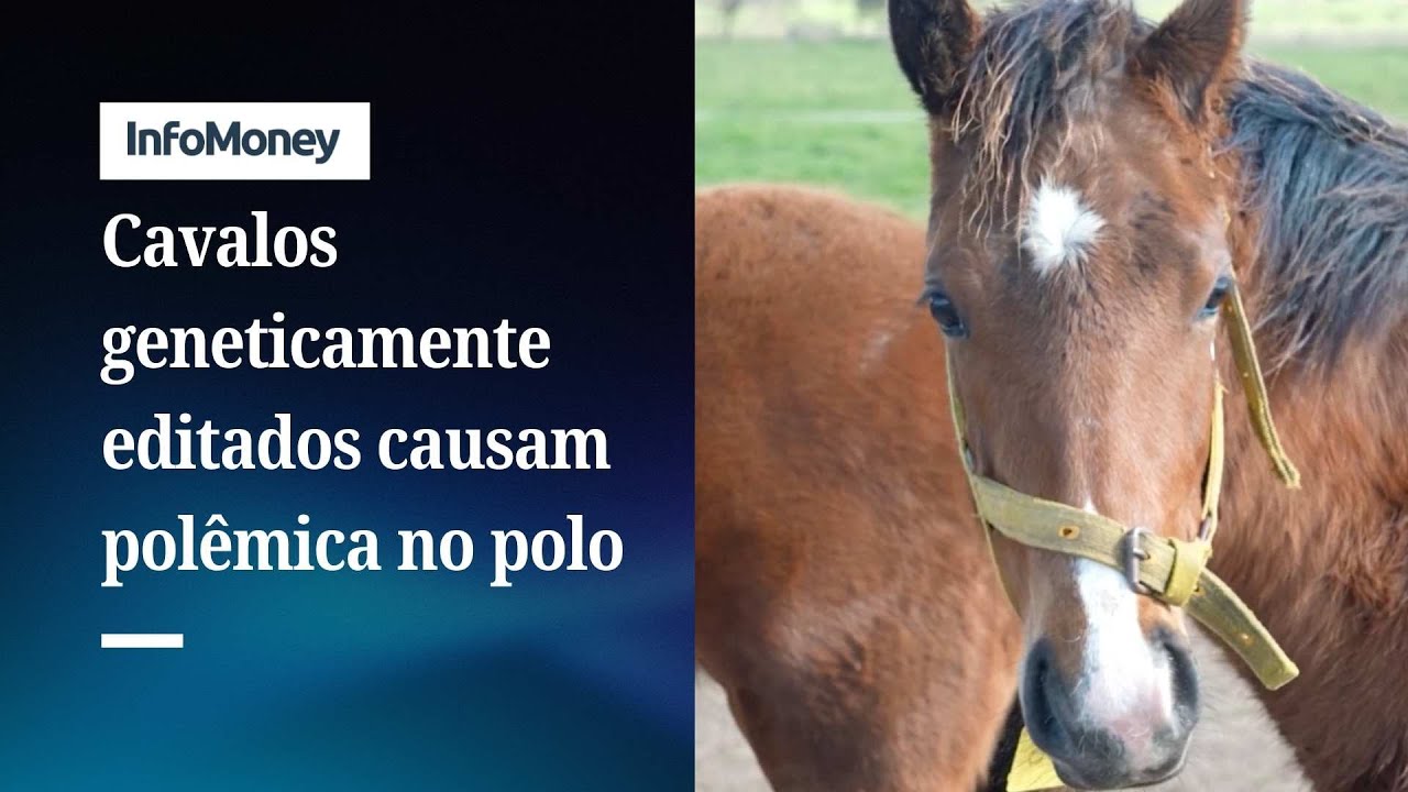 Primeiros cavalos geneticamente editados do mundo geram polêmica no polo