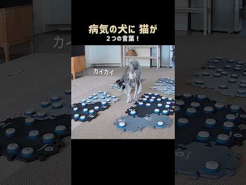【衝撃】猫、病気の犬に2つの言葉