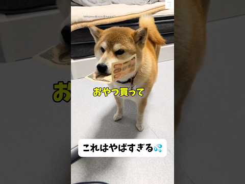 やばい‼️お札咥えてる柴犬💴　#柴犬　#犬　#柴犬のいる暮らし #かわいい犬 #犬のいる暮らし サムネイル
