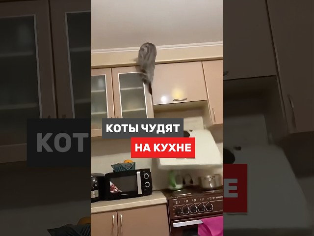 Коты это не только жидкость, но и проблемы