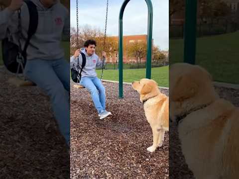 SUPER SOAKER DOG: Labrador Destroys the Swing Set! 🐕💦💥
