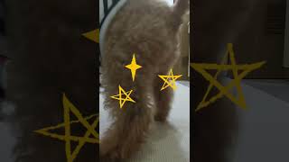 ＜保護犬 トイプードル＞#shorts  #dog #pets