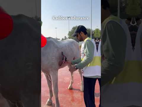 Endurance season in Dubai 2025/2026 soon ￼ #horse #endurancerace #equestrian