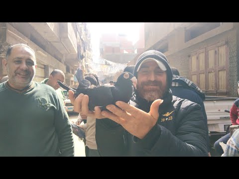 سوق المحله 😱 اسعار الحمام التقيل الكينج واللاحم والروماني و المرسلات ارقام التليفونات#العناني 