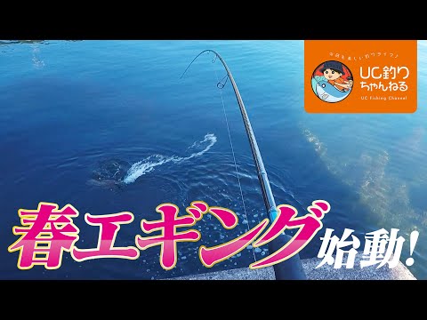 今年もエギングの春がきた！イカを狙って大分で釣り！