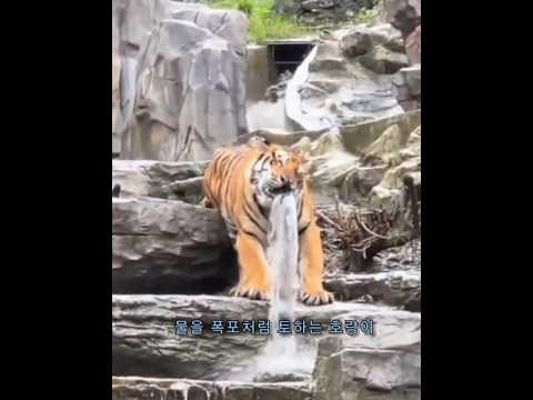 전설의 호랑이 폭포 Tiger waterfall