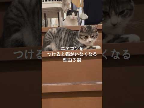 猫の動画サムネイル - エアコンをつけると猫がいなくなる理由3選 #猫 #ねこ #猫のいる暮らし #ねこのいる生活 #猫動画 #保護猫 #猫好きさんと繋がりたい #猫のいる生活 #猫好き VOICEVOX:ずんだもん