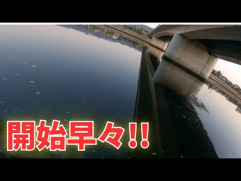 #388【エビ撒き】懲りずにエビ撒き散らかしたら意外な結果に！？