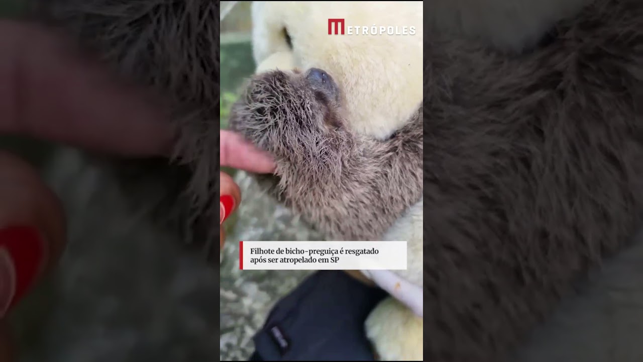 Filhote de bicho preguiça é resgatado após ser atropelado em SP