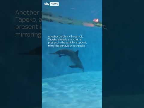 Moment dolphin gives birth at Chicago zoo