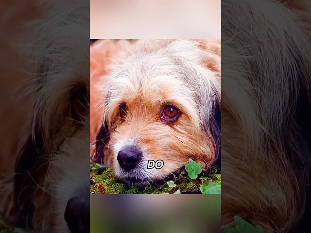 🦁🐾 A dog helped the lion cubs find a new mom. #movie#dogshorts #animals