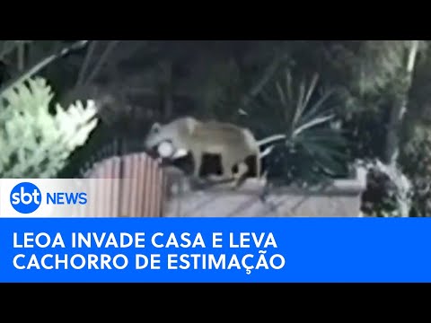 Família descobre que cão foi levado e morto por leoa | #SBTNewsnaTV (01/06/24)